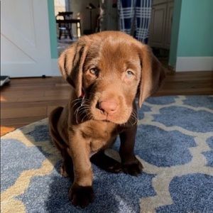 Meet your Posher, Hello